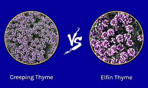 Creeping Thyme vs. Elfin Thyme: Are They the Same? Picture