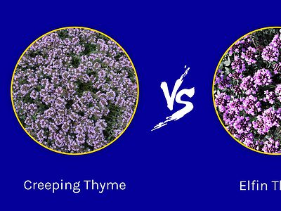 A Creeping Thyme vs. Elfin Thyme: Are They the Same?