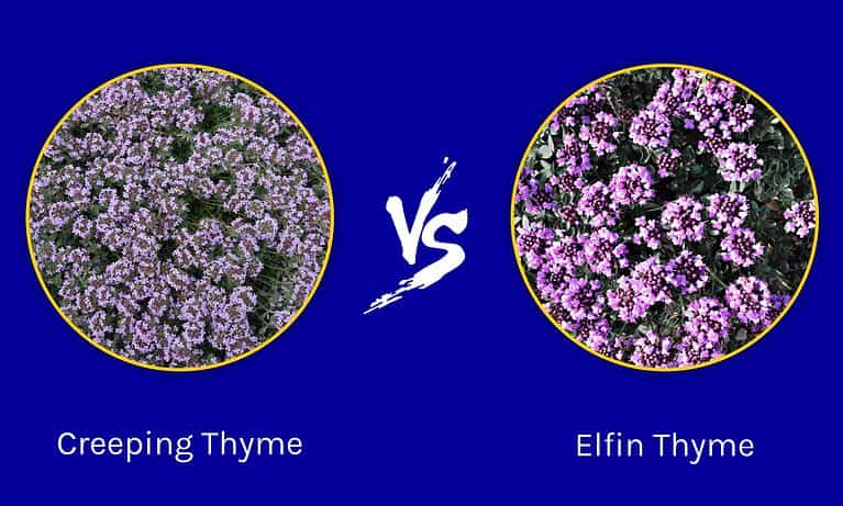 Creeping Thyme vs. Elfin Thyme