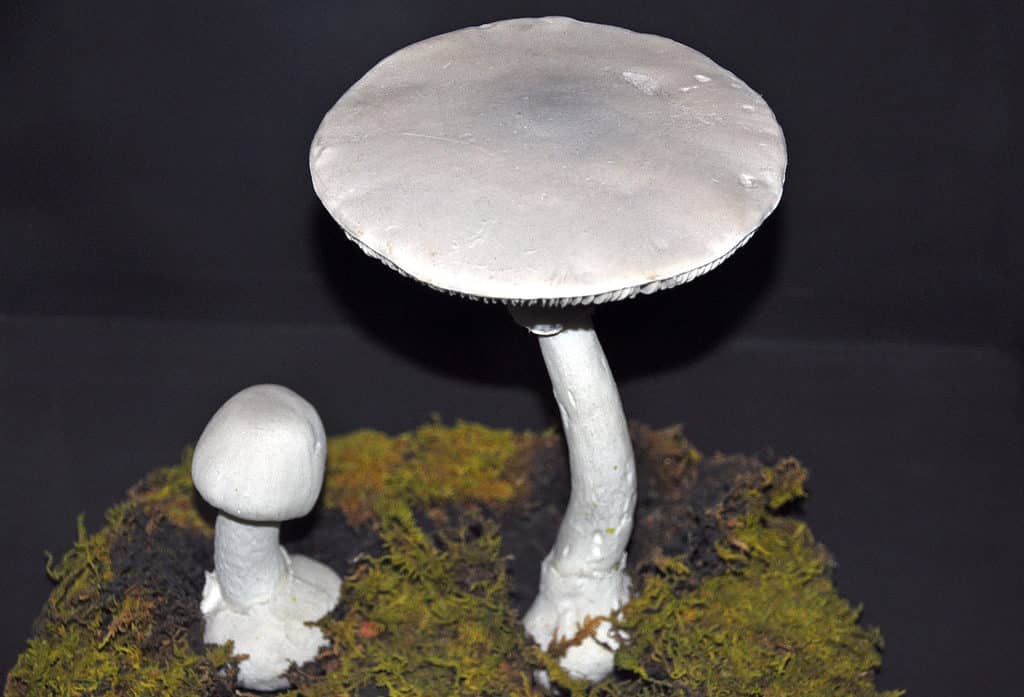 Fool's mushrooms (Amanita verna) are all white