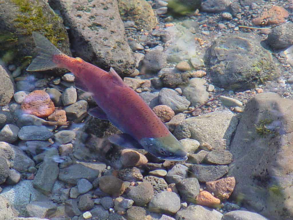 Kokanee, Oncorhynchus nerka