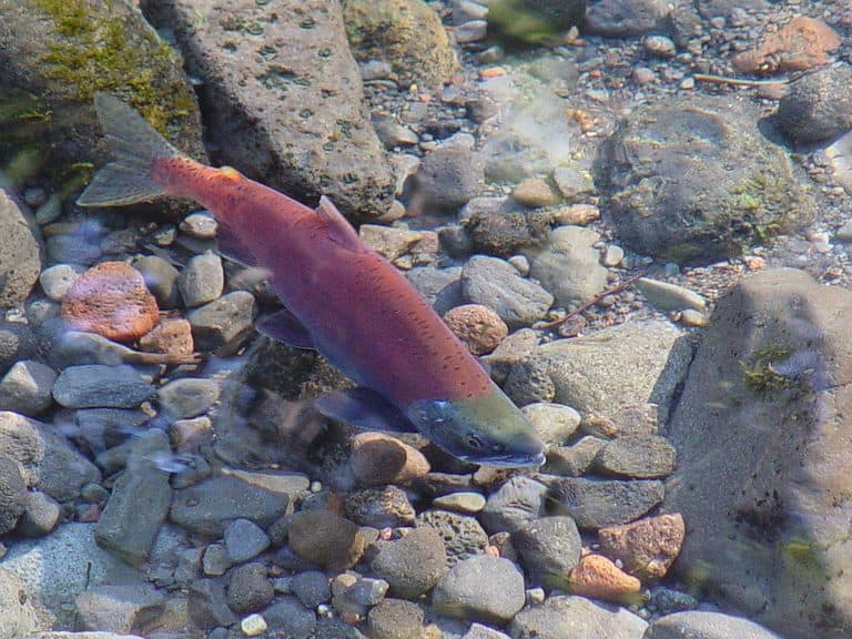 Kokanee salmon (Oncorhynchus nerka)