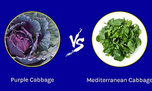 Purple Cabbage vs. Mediterranean Cabbage: What’s the Difference? Picture