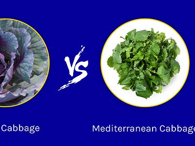 A Purple Cabbage vs. Mediterranean Cabbage: What’s the Difference?