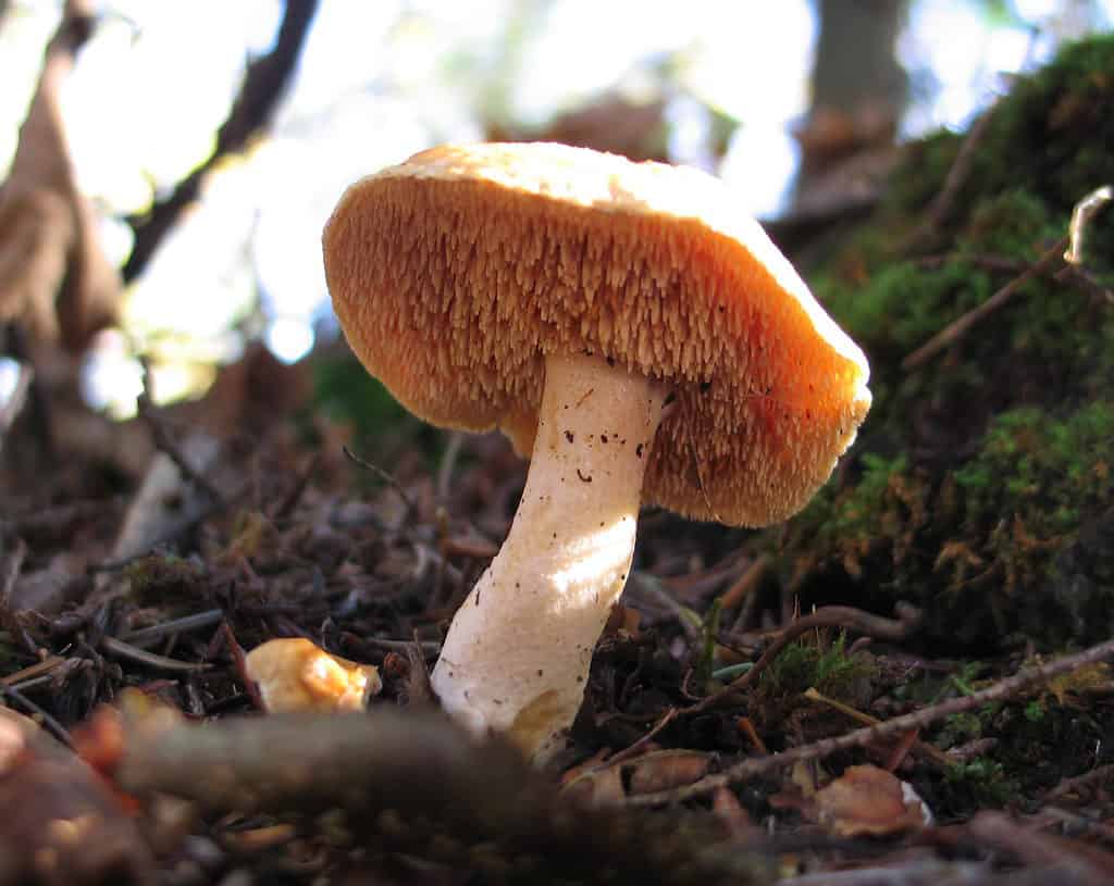 Hedgehog mushroom (Hydnum umbilicatum) with spines under cap