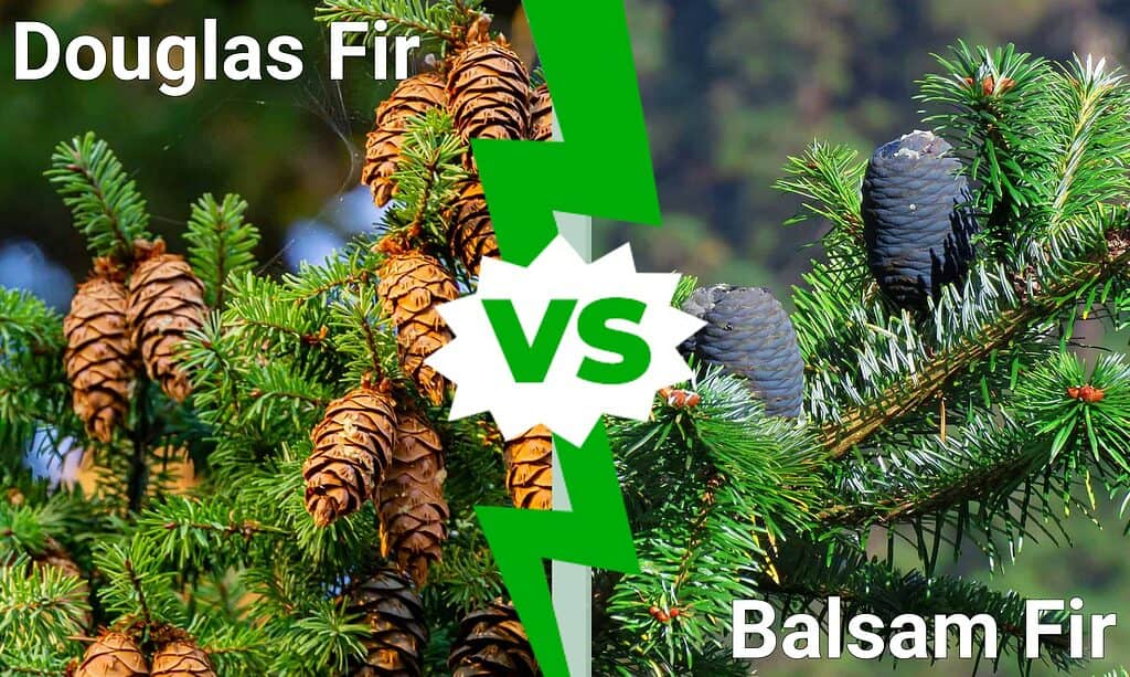 Douglas fir vs. Balsam fir