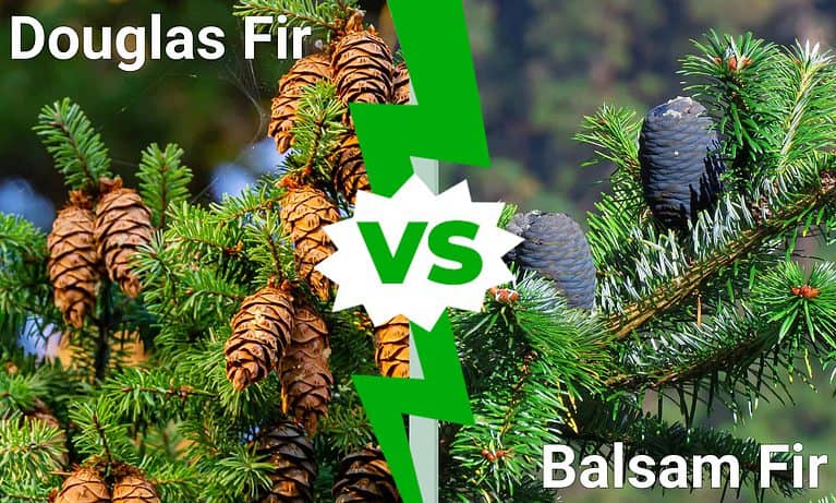 Douglas fir vs. Balsam fir