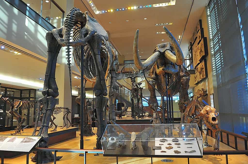 Beneski Museum of Natural History, Amherst College in Massachusetts