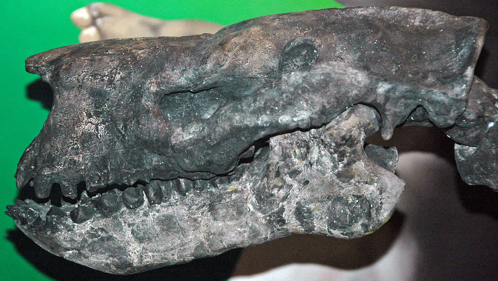 Barylambda fossils shows they were herbivores
