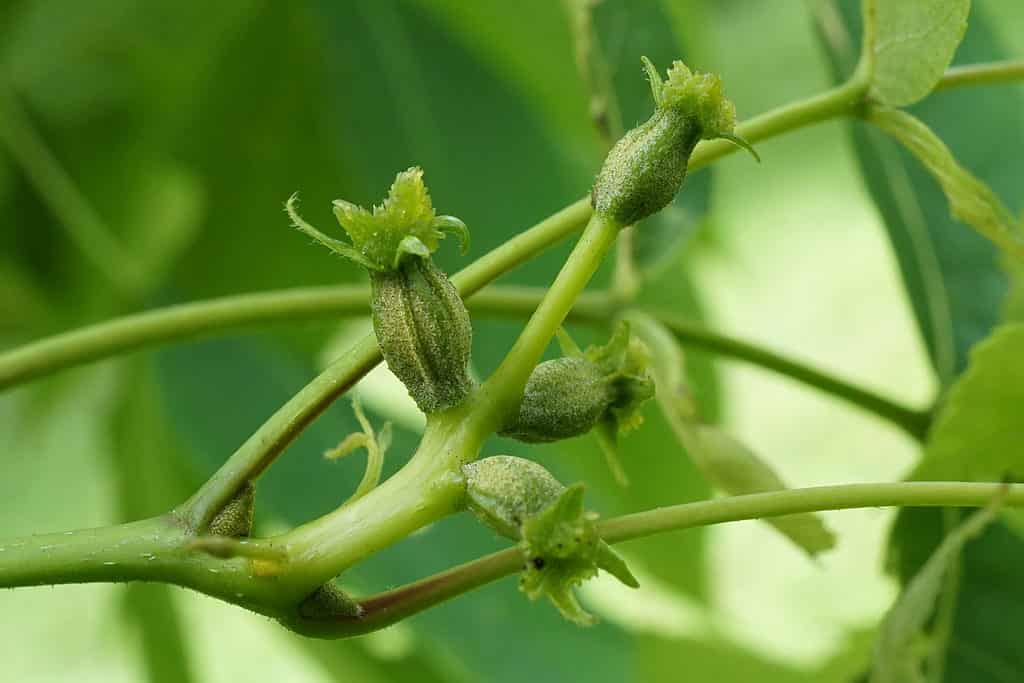 Pignut hickory (Carya glabra)