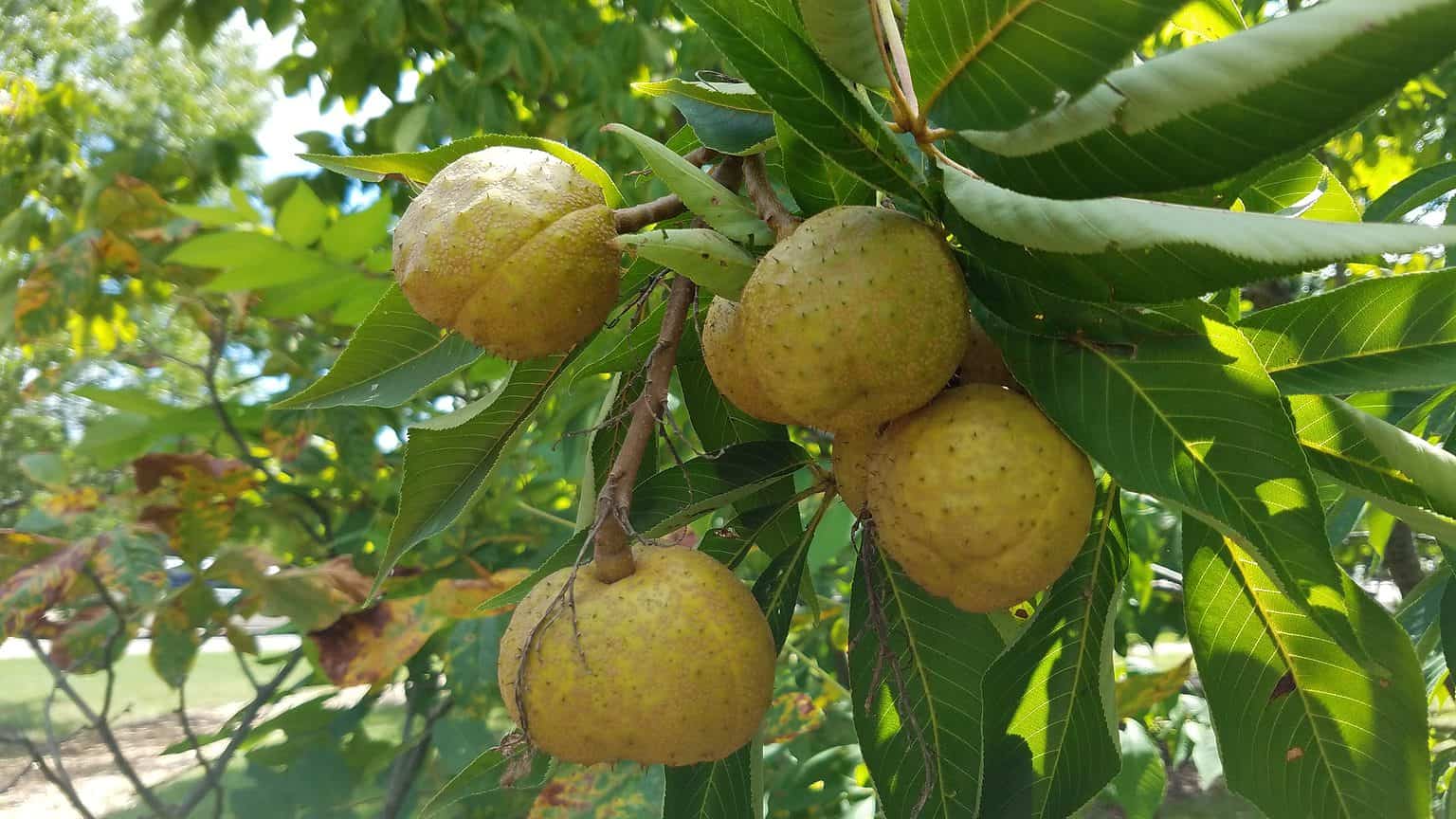12 Beautiful Trees Native To Ohio AZ Animals