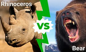 Epic Battles: The Largest Bear Ever vs. A Rhino Picture