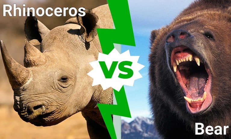rhino vs bear