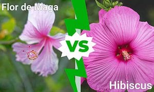 Flor de Maga vs. Hibiscus Picture
