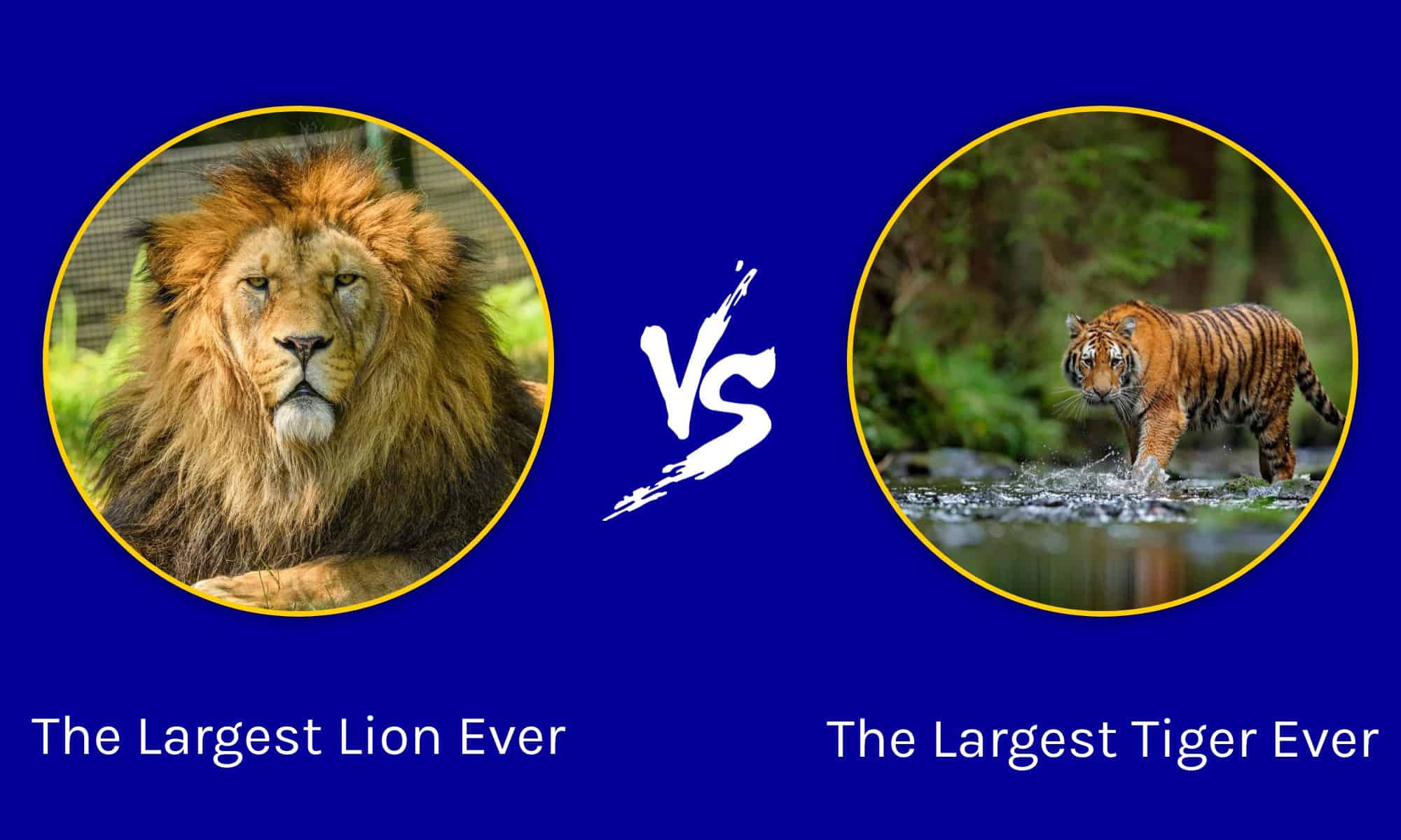 lion vs tiger size weight