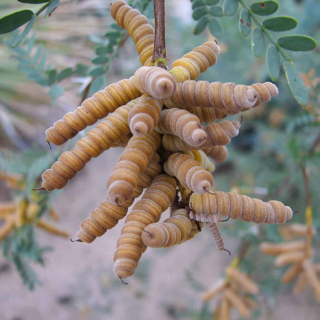 Screwbean Mesquite (Prosopis pubescens)