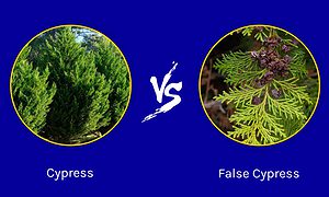 Cypress vs. False Cypress: How to Tell the Difference Picture