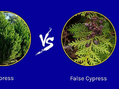 A Cypress vs. False Cypress: How to Tell the Difference