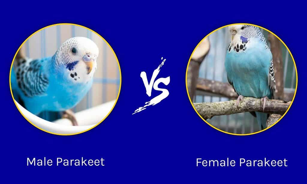 Male vs. Female Parakeet What Are the Differences? AZ Animals