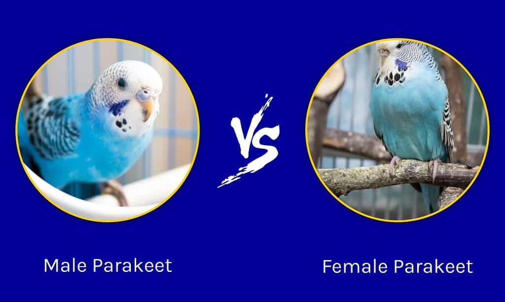 Male vs. Female Parakeet What Are the Differences?