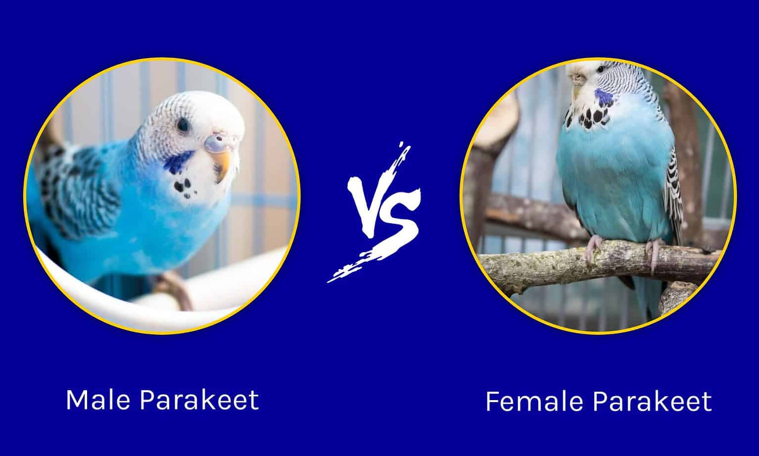 Male Vs. Female Parakeet: What Are The Differences? - A-Z Animals