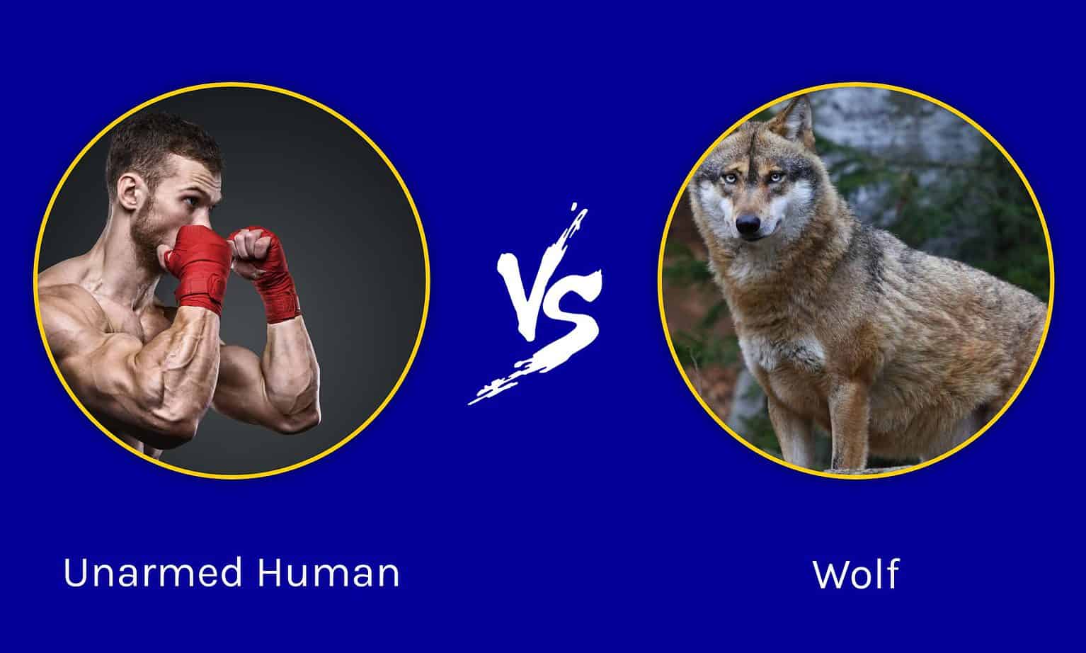 Could an Unarmed Human Beat a Wolf? - A-Z Animals