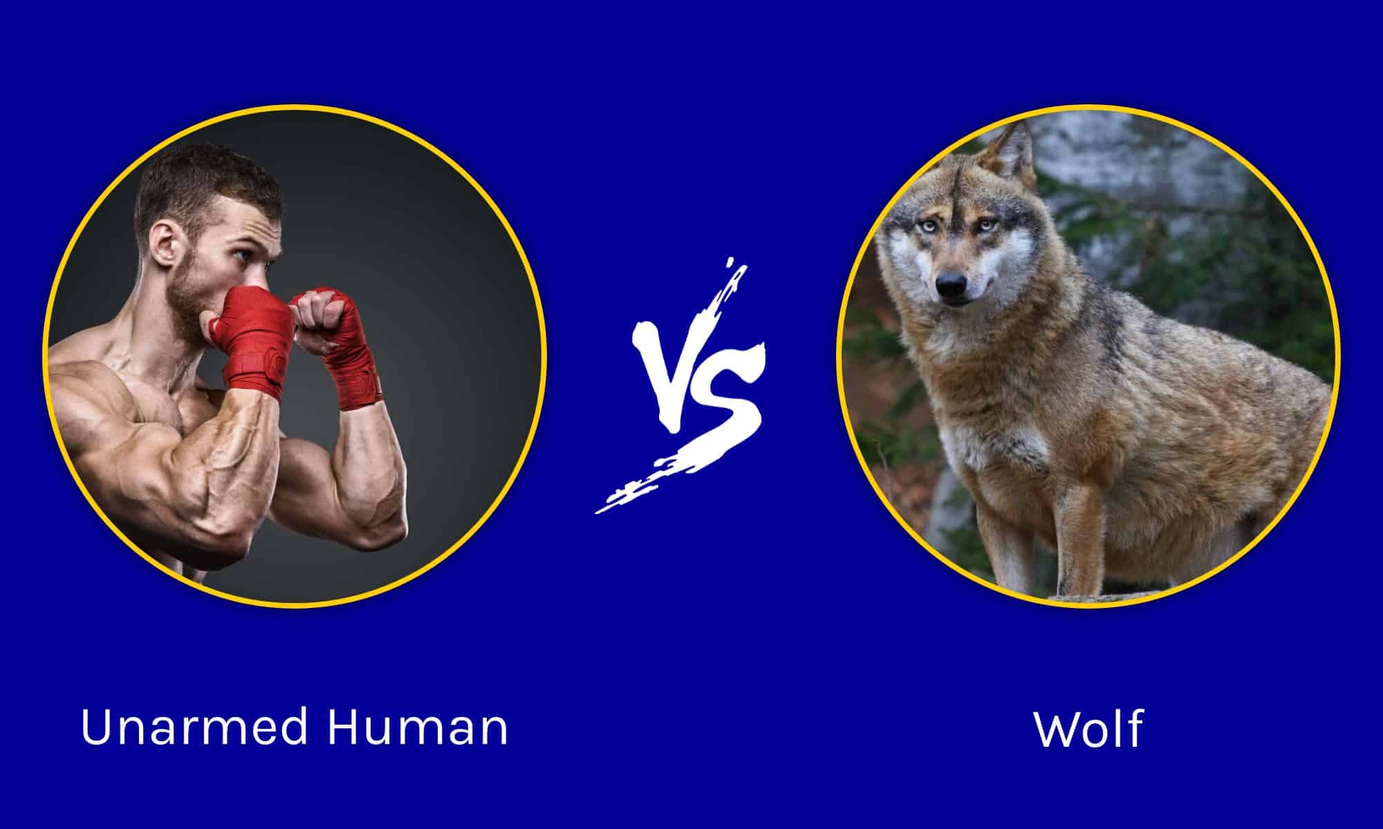 Could an Unarmed Human Beat a Wolf? - A-Z Animals