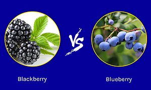 Blackberry vs. Blueberry Picture