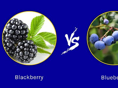 A Blackberry vs. Blueberry