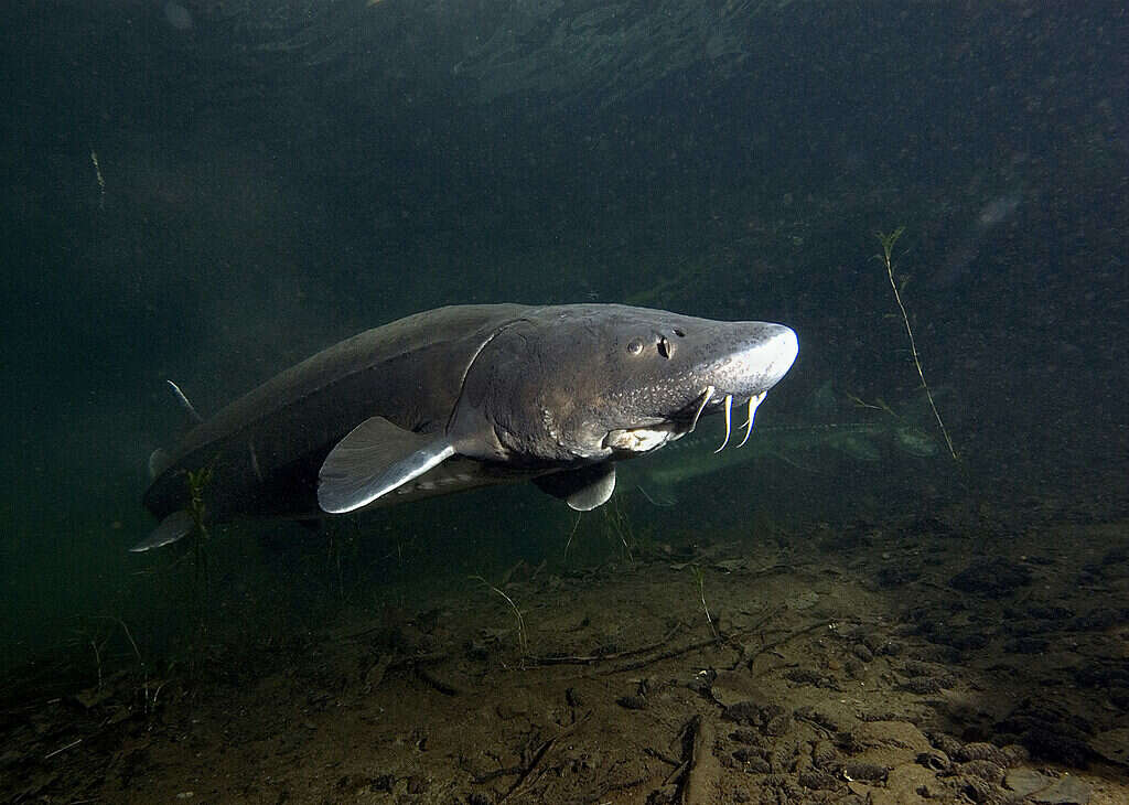 White sturgeon