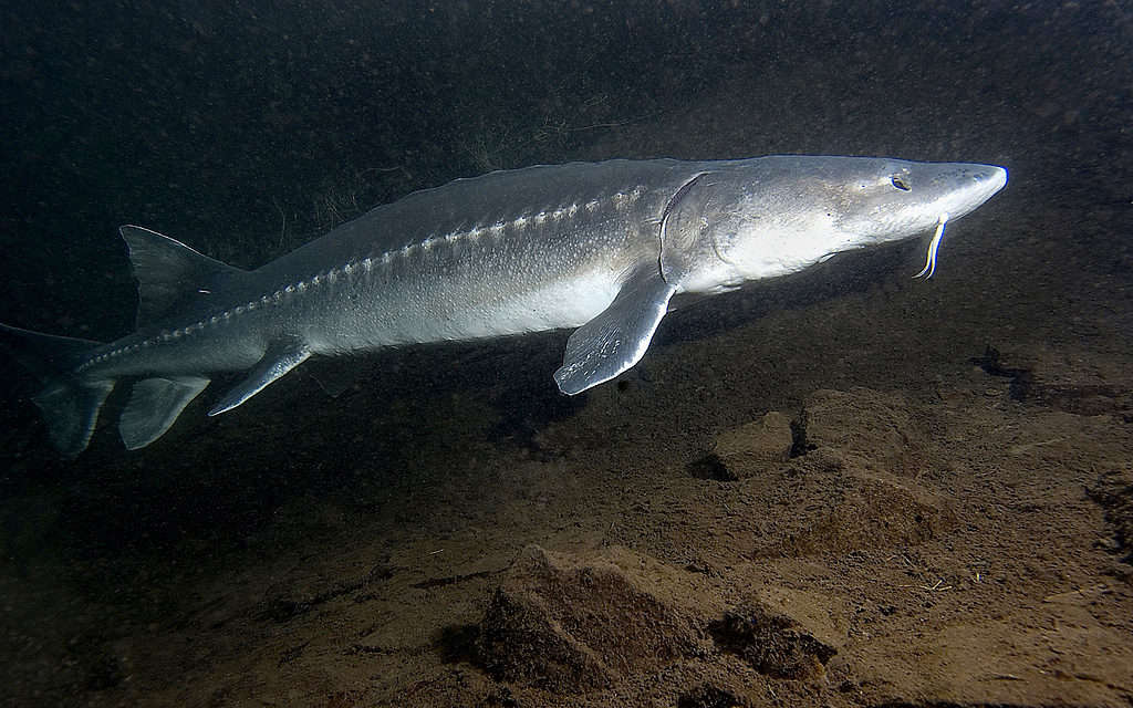 White sturgeon have no teeth