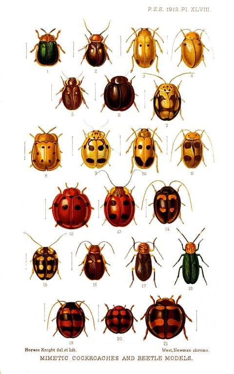 brown bugs that look like ladybugs        <h3 class=