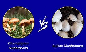 Champignon Mushrooms vs. Button Mushrooms Picture