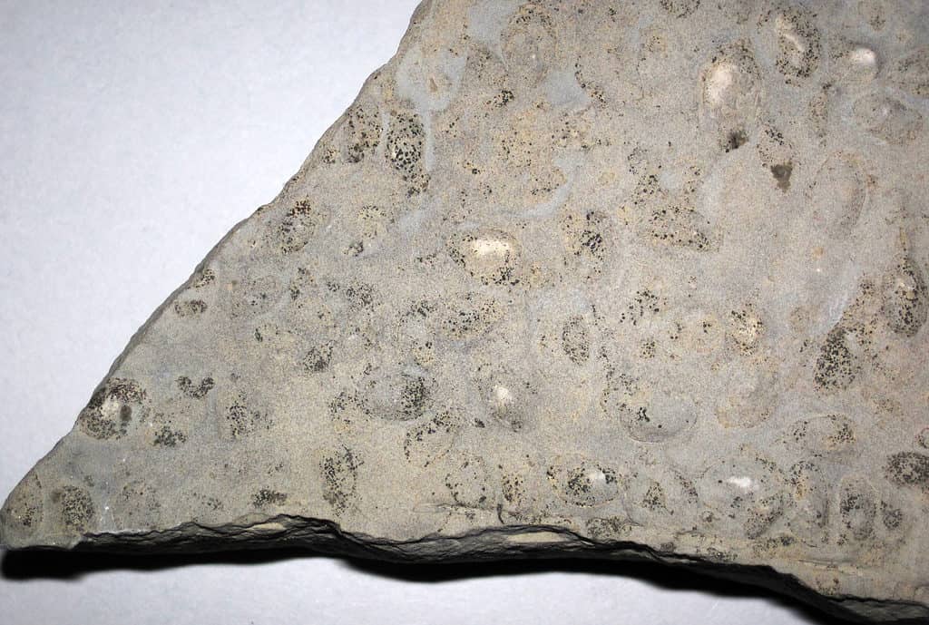 Ostracods fossilized in dolostone 