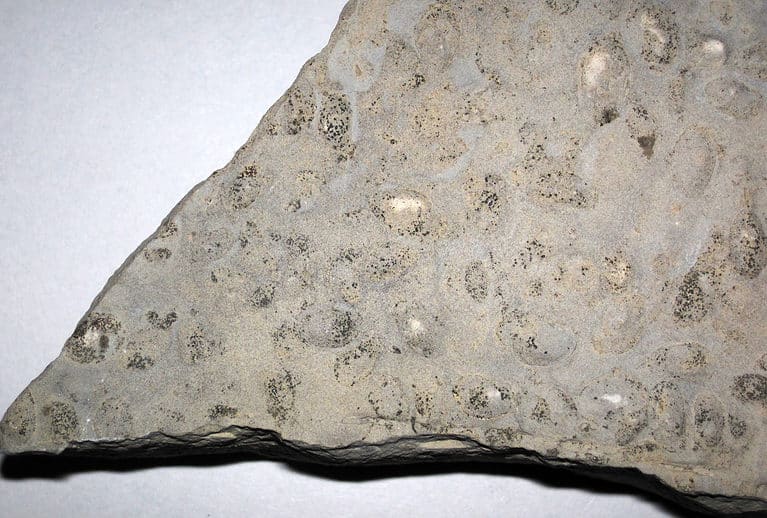 Ostracods fossilized in dolostone from the Silurian of Ohio, USA.