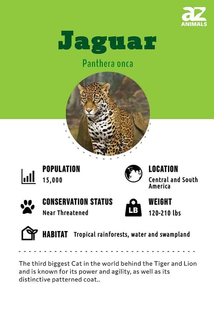 Jaguar animal facts: habitat, diet & threats