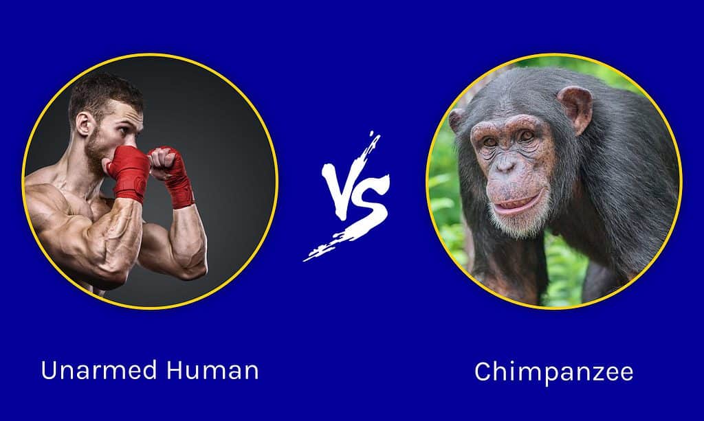 Chimpanzee Strength Vs Human