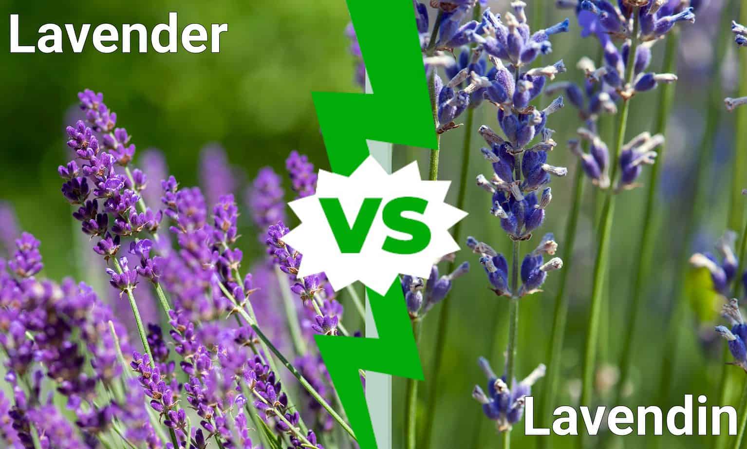 Lavender vs. Lavendin What's the Difference? AZ Animals