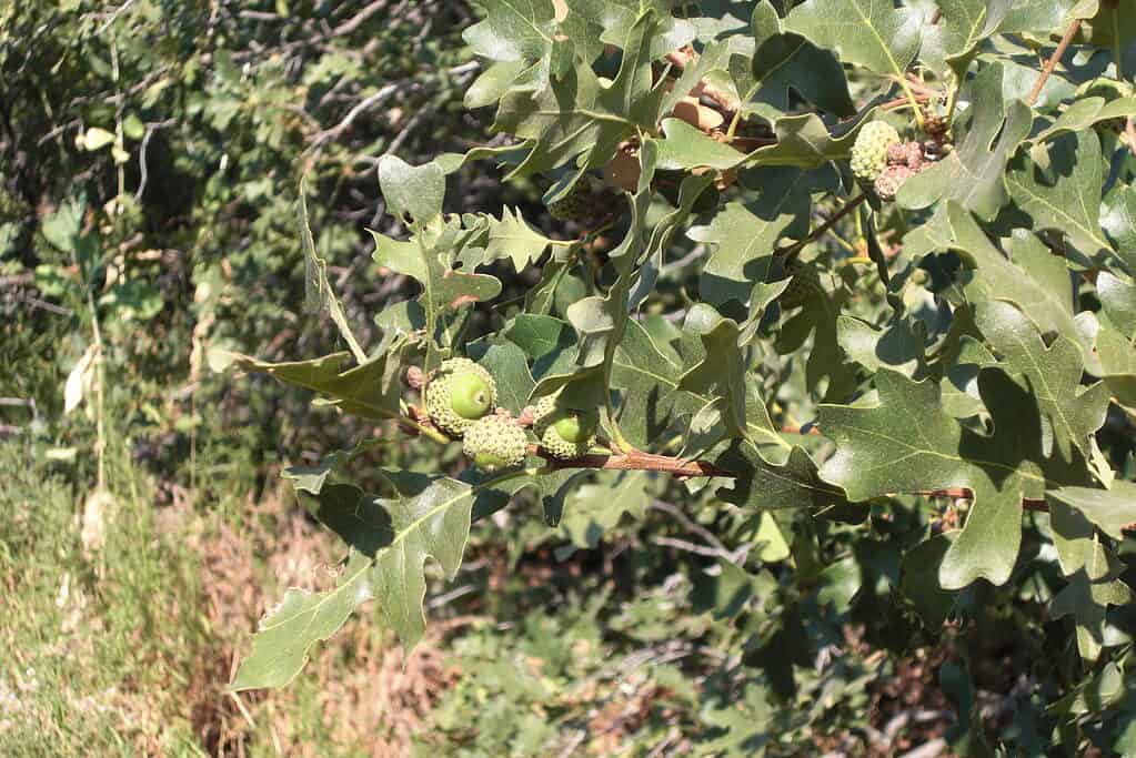 Gamble Oak (Quercus gambelii) native to Mexico