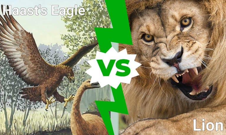 Haast's eagle vs. Lion