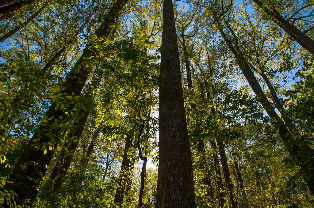 Chattahoochee National Forest Georgia