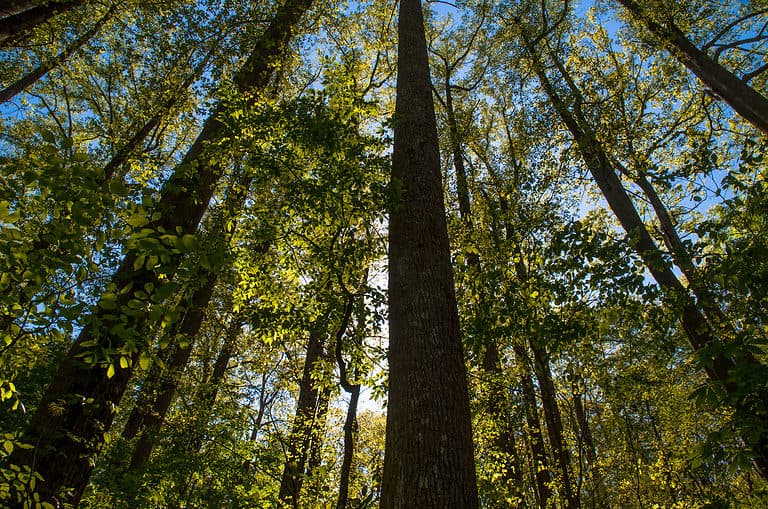 Chattahoochee National Forest Georgia