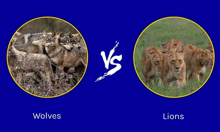 Wolf pack vs. Lion's den
