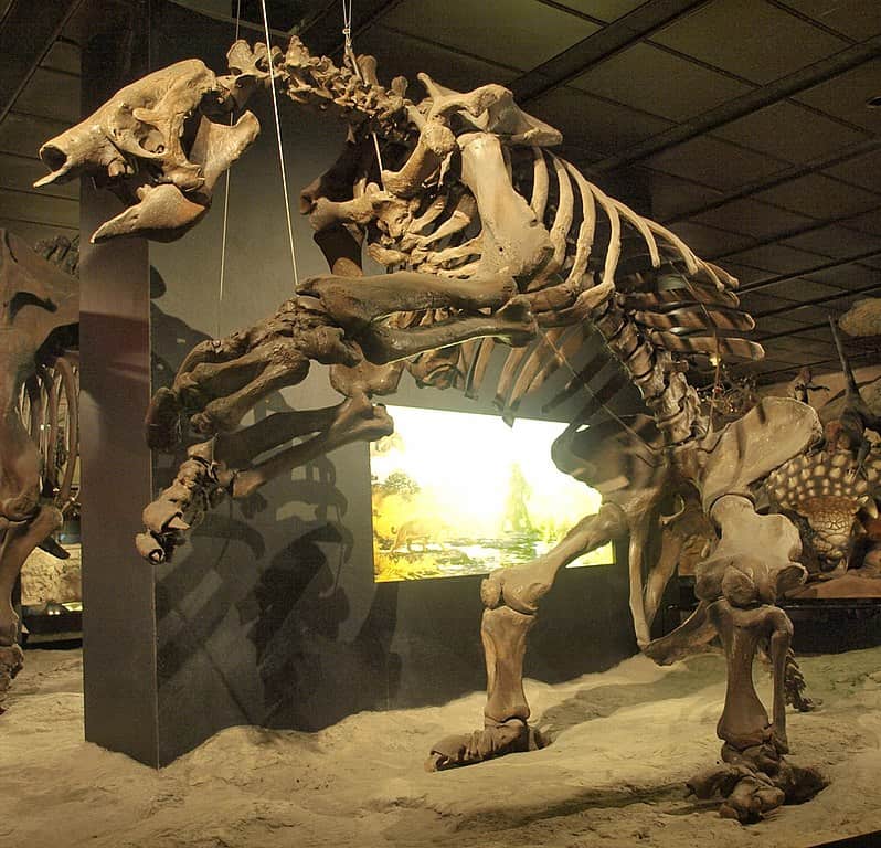 Giant ground sloths enjoyed North America's largest fruit.