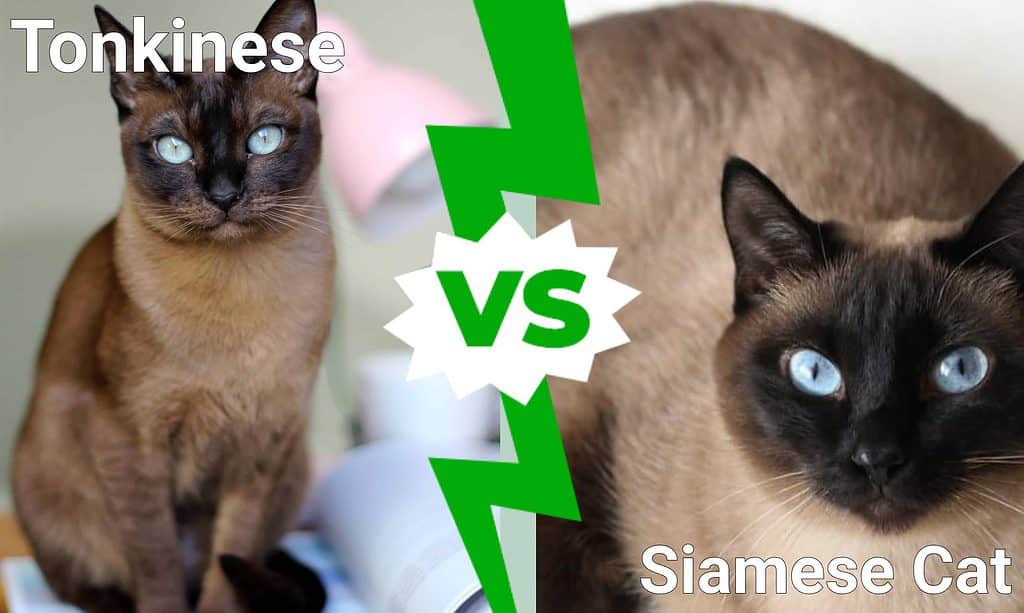 Tonkinese vs Siamese Cat