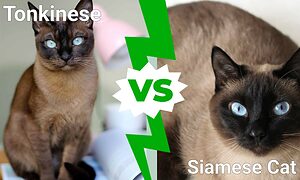 Tonkinese vs. Siamese Cat Picture
