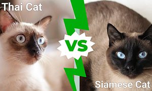 Thai Cat vs. Siamese Cat Picture