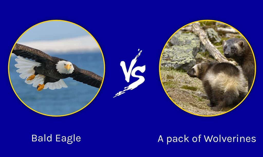 Bald Eagle vs A pack of Wolverines
