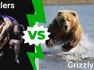 A Two College Wrestlers vs a Grizzly Bear… Watch Who Won This Real-Life Match