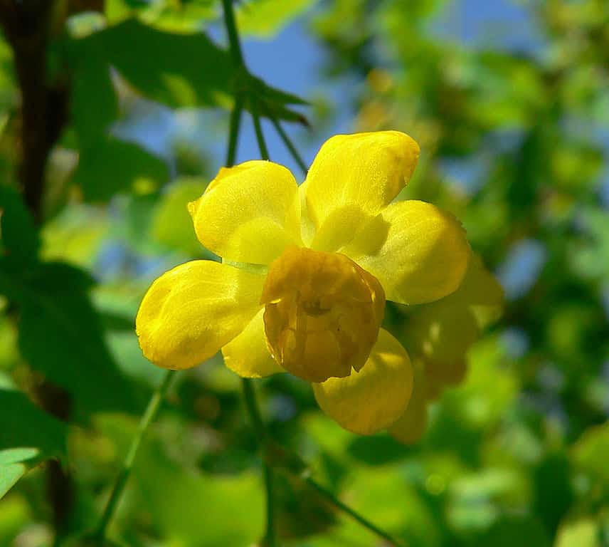 mahonia fremontii